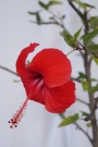 Хибискус, Китайска роза, червена (Hibiscus)
