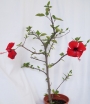 Хибискус, Китайска роза, червена (Hibiscus)
