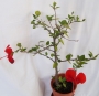 Хибискус, Китайска роза, червена (Hibiscus)