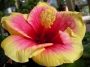 Хибискус, Китайска роза двуцветна (Hibiscus sinensis Apollo)