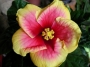 Хибискус, Китайска роза двуцветна (Hibiscus sinensis Apollo)