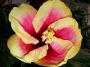 Хибискус, Китайска роза двуцветна (Hibiscus sinensis Apollo)