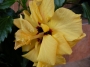 Хибискус, Китайска роза, полукичест, жълта (Hibiscus)