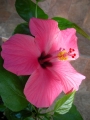 Хибискус, Китайска роза (Hibiscus)