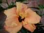 Хибискус, Китайска роза (Hibiscus)