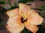 Хибискус, Китайска роза (Hibiscus)