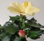 Хибискус, китайска роза, жълта и червена (Hibiscus)