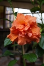 Хибискус оранжев кичест (Hibiscus)