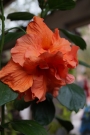 Хибискус оранжев кичест (Hibiscus)
