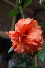 Хибискус оранжев кичест (Hibiscus)