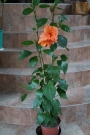 Хибискус оранжев кичест (Hibiscus)