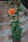 Хибискус оранжев кичест (Hibiscus)