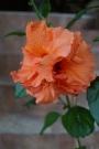 Хибискус оранжев кичест (Hibiscus)