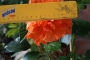 Хибискус оранжев кичест (Hibiscus)