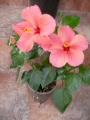 Хибискус стаен  Китайска роза (Hibiscus)