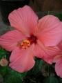 Хибискус стаен  Китайска роза (Hibiscus)
