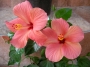 Хибискус стаен  Китайска роза (Hibiscus)