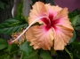 Хибискус, стаен (Hibiscus)