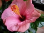 Хибискус стаен розов Китайска роза (Hibiscus)
