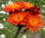 Хиерациум сеурантика, Рунянки (Hieracium)