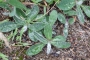 Хиерациум сеурантика, Рунянки (Hieracium)