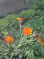 Хиерациум сеурантика, Рунянки (Hieracium)