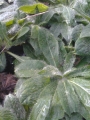 Хиерациум сеурантика, Рунянки (Hieracium)