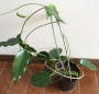 Хоя (Hoya archboldiana x onychoides)