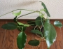Хоя (Hoya archboldiana x onychoides)