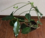 Хоя (Hoya archboldiana x onychoides)