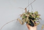 Хоя (Hoya carnosa)