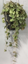 Хоя (Hoya carnosa)