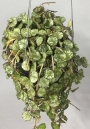 Хоя (Hoya carnosa)