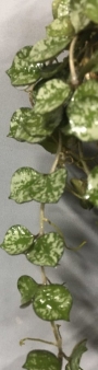 Хоя (Hoya carnosa)