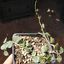 Хоя (Hoya carnosa)