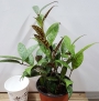 Хоя (Hoya carnosa)
