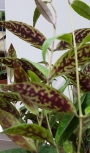 Хоя (Hoya carnosa)