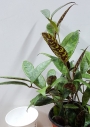 Хоя (Hoya carnosa)