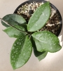 Хоя (Hoya carnosa Taiwan)