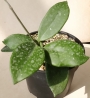 Хоя (Hoya carnosa Taiwan)