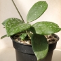 Хоя (Hoya carnosa Taiwan)