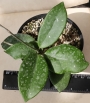 Хоя (Hoya carnosa Taiwan)