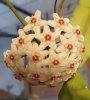 Хоя (Hoya carnosa Taiwan)