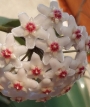 Хоя (Hoya carnosa Taiwan)