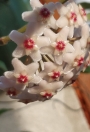 Хоя (Hoya carnosa Taiwan)
