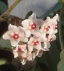 Хоя (Hoya carnosa Taiwan)