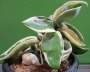 Хоя (Hoya carnosa variegated)