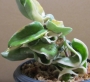 Хоя (Hoya carnosa variegated)