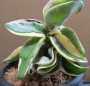 Хоя (Hoya carnosa variegated)