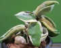 Хоя (Hoya carnosa variegated)